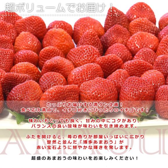 福岡県産 超盛りあまおう G たっぷり2箱 合計1キロ以上（約270g&times;4入り）計16粒から48粒 送料無料 アマオウ いちご 苺 イチゴ スポット05