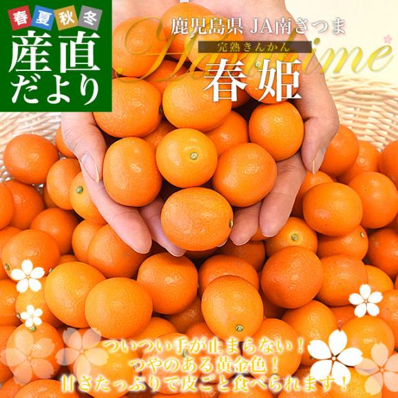 【家計応援価格！】鹿児島県産 JA南さつま 完熟きんかん「春姫」秀品 化粧箱 約2キロ Lサイズ以上 送料無料 金柑 キンカン 柑橘02
