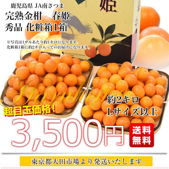 【家計応援価格！】鹿児島県産 JA南さつま 完熟きんかん「春姫」秀品 化粧箱 約2キロ Lサイズ以上 送料無料 金柑 キンカン 柑橘03