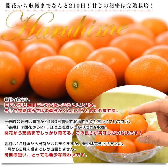 【家計応援価格！】鹿児島県産 JA南さつま 完熟きんかん「春姫」秀品 化粧箱 約2キロ Lサイズ以上 送料無料 金柑 キンカン 柑橘05