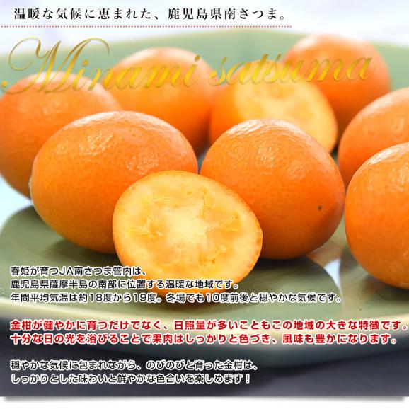 【家計応援価格！】鹿児島県産 JA南さつま 完熟きんかん「春姫」秀品 化粧箱 約2キロ Lサイズ以上 送料無料 金柑 キンカン 柑橘06