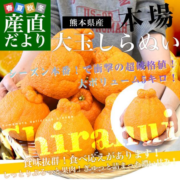 【家計応援価格!】熊本県から産地直送 熊本県産 しらぬい(不知火) 優品以上 4Lから2Lサイズ たっぷり約5キロ1箱(14玉から20玉前後) 送料無料 しらぬひ 柑橘02