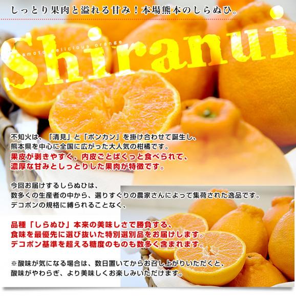 【家計応援価格!】熊本県から産地直送 熊本県産 しらぬい(不知火) 優品以上 4Lから2Lサイズ たっぷり約5キロ1箱(14玉から20玉前後) 送料無料 しらぬひ 柑橘04