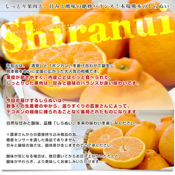 熊本県から産地直送 熊本県産 しらぬい(不知火) 優品以上 4Lから2Lサイズ たっぷり約5キロ1箱(14玉から20玉前後) 送料無料 しらぬひ 柑橘04