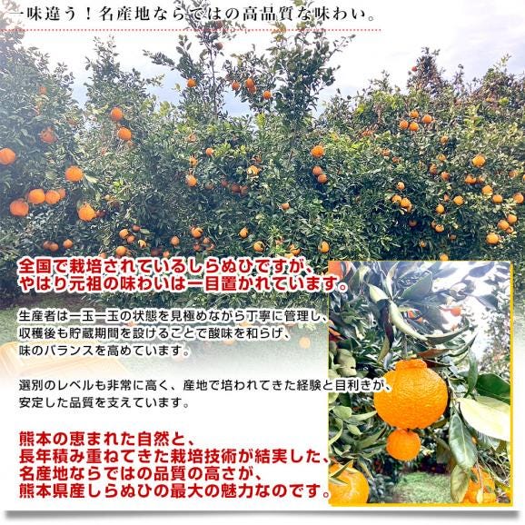 【家計応援価格!】熊本県から産地直送 熊本県産 しらぬい(不知火) 優品以上 4Lから2Lサイズ たっぷり約5キロ1箱(14玉から20玉前後) 送料無料 しらぬひ 柑橘06