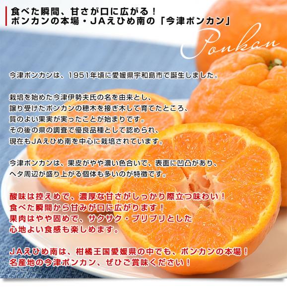 【家計応援価格！】愛媛県 JAえひめ南 今津ポンカン 優品以上 2LからMサイズ 約2.5キロ&times;2箱（合計30玉から45玉前後）送料無料 ぽんかん 柑橘04