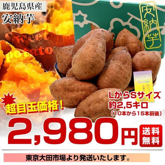 鹿児島県産 安納芋 LからSサイズ 2,5 kg 10本から15本前後 送料無料 さつまいも サツマイモ 安納芋 種子島03