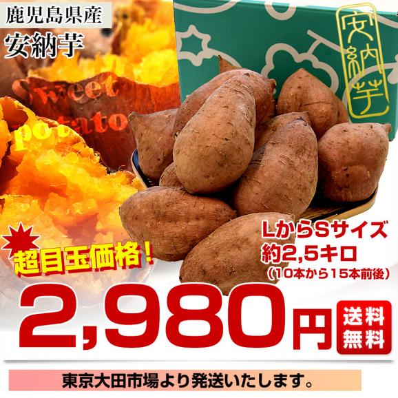 鹿児島県産 安納芋 LからSサイズ 2,5 kg 10本から15本前後 送料無料 さつまいも　サツマイモ 安納芋 種子島03