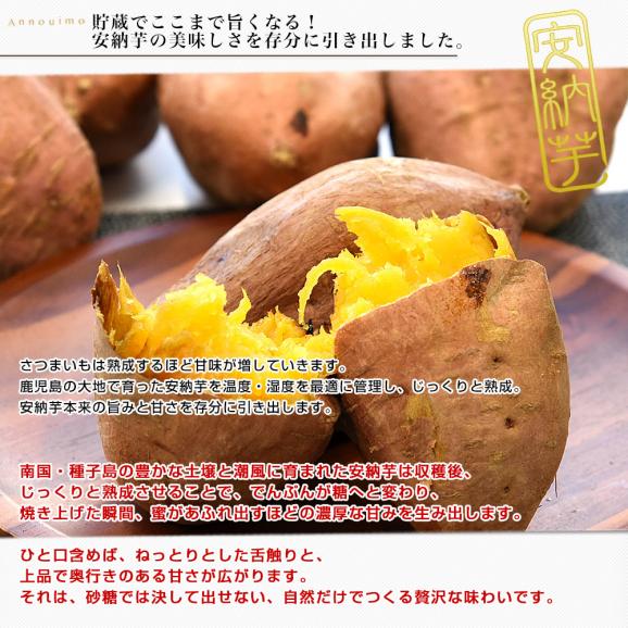 鹿児島県産 安納芋 LからSサイズ 5kg 20本から30本前後 送料無料 さつまいも　サツマイモ 安納芋 種子島04