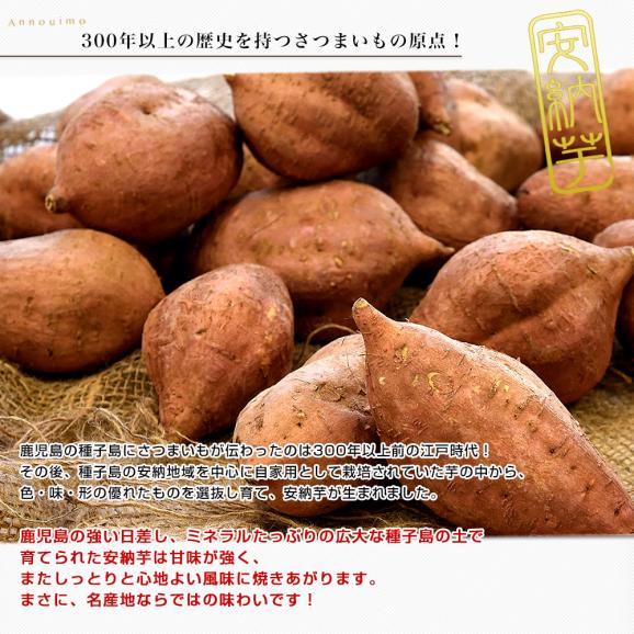 鹿児島県産 安納芋 LからSサイズ 5kg 20本から30本前後 送料無料 さつまいも　サツマイモ 安納芋 種子島05
