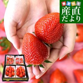 栃木県産 JAうつのみや 超盛り「上河内のスカイベリー」たっぷり2箱 合計1キロ以上（約280g×4入り）計20粒から32粒 送料無料 すかいべりー いちご 苺 イチゴ