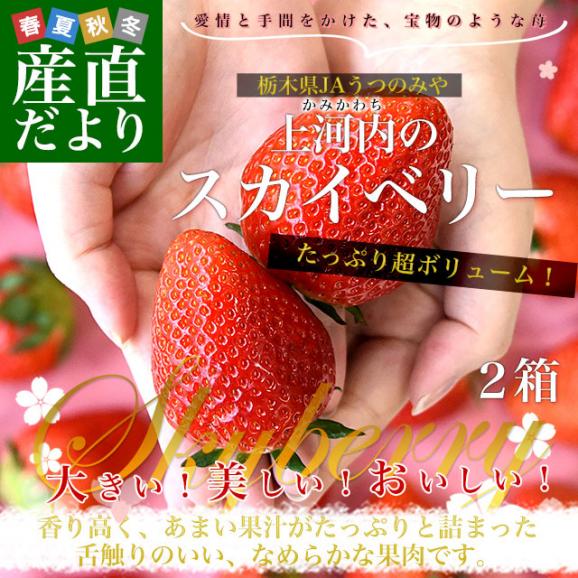 栃木県産 JAうつのみや 超盛り「上河内のスカイベリー」たっぷり2箱 合計1キロ以上（約280g&times;4入り）計20粒から32粒 送料無料 すかいべりー いちご 苺 イチゴ02