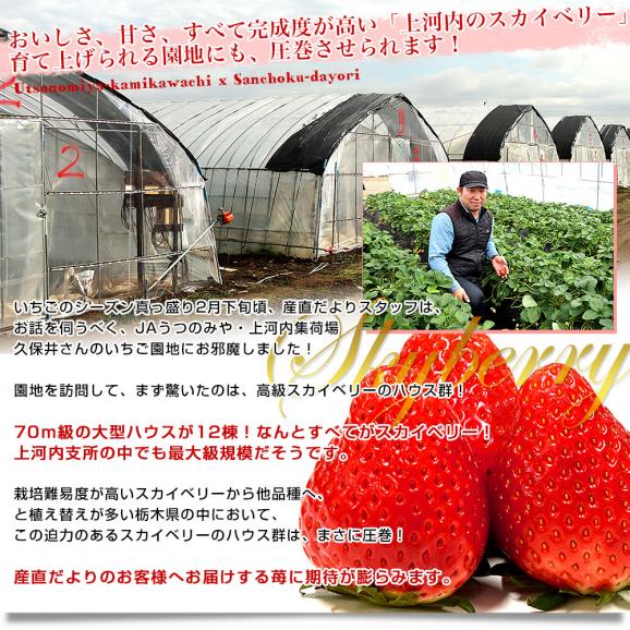 栃木県産 JAうつのみや 超盛り「上河内のスカイベリー」たっぷり2箱 合計1キロ以上（約280g&times;4入り）計20粒から32粒 送料無料 すかいべりー いちご 苺 イチゴ05