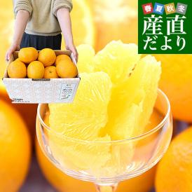 熊本県から産地直送 熊本県産 甘夏（あまなつ） ご家庭向け 無印 Mから2Lサイズ 約5キロ(合計12玉から16玉前後) 送料無料 柑橘　かんきつ