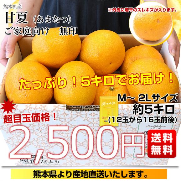熊本県から産地直送 熊本県産 甘夏（あまなつ） ご家庭向け 無印 Mから2Lサイズ 約5キロ(合計12玉から16玉前後) 送料無料 柑橘　かんきつ03