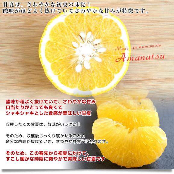 熊本県から産地直送 熊本県産 甘夏（あまなつ） ご家庭向け 無印 Mから2Lサイズ 約5キロ(合計12玉から16玉前後) 送料無料 柑橘　かんきつ04