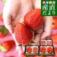 栃木県産 JAうつのみや 超盛り「上河内のスカイベリー」 たっぷり3箱 合計1.6キロ以上(約280g×6入り)計30粒から48粒 送料無料 すかいべりー いちご 苺 イチゴ