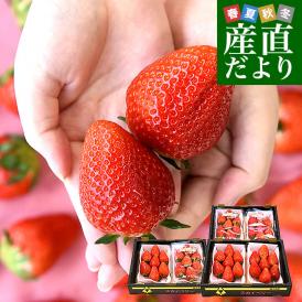 栃木県産 JAうつのみや 超盛り「上河内のスカイベリー」 たっぷり3箱 合計1.6キロ以上（約280g×6入り）計30粒から48粒 送料無料 すかいべりー いちご 苺 イチゴ