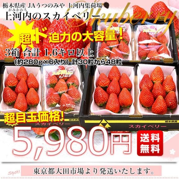 栃木県産 JAうつのみや 超盛り「上河内のスカイベリー」 たっぷり3箱 合計1.6キロ以上（約280g&times;6入り）計30粒から48粒 送料無料 すかいべりー いちご 苺 イチゴ03