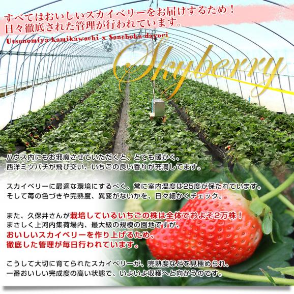 栃木県産 JAうつのみや 超盛り「上河内のスカイベリー」 たっぷり3箱 合計1.6キロ以上（約280g&times;6入り）計30粒から48粒 送料無料 すかいべりー いちご 苺 イチゴ06
