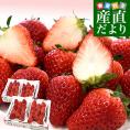 静岡県産 プレミアムいちご 超盛りきらぴ香 G たっぷり2箱 合計1キロ以上（約260g×4入り）計20粒から48粒入り 送料無料 苺 イチゴ