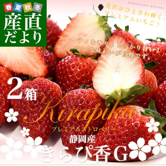 静岡県産 プレミアムいちご 超盛りきらぴ香 G たっぷり2箱 合計1キロ以上（約260g&times;4入り）計20粒から48粒入り 送料無料 苺 イチゴ02
