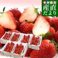 静岡県産 プレミアムいちご 超盛りきらぴ香 G たっぷり3箱 合計1.5キロ以上（約260g×6入り）計30粒から72粒入り 送料無料 苺 イチゴ