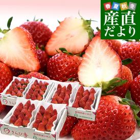 静岡県産 プレミアムいちご 超盛りきらぴ香 G たっぷり3箱 合計1.5キロ以上（約260g×6入り）計30粒から72粒入り 送料無料 苺 イチゴ