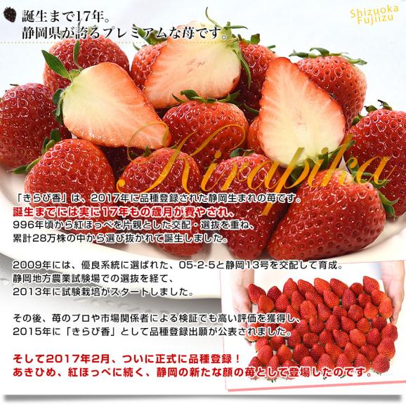 静岡県産 プレミアムいちご 超盛りきらぴ香 G たっぷり3箱 合計1.5キロ以上（約260g&times;6入り）計30粒から72粒入り 送料無料 苺 イチゴ05