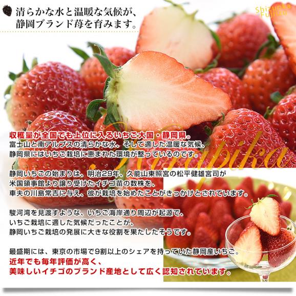 静岡県産 プレミアムいちご 超盛りきらぴ香 G たっぷり3箱 合計1.5キロ以上（約260g&times;6入り）計30粒から72粒入り 送料無料 苺 イチゴ06