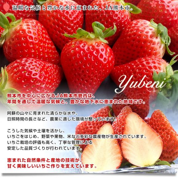 熊本県産 JA熊本市 超盛りゆうべに 秀品 たっぷり2箱 合計 約1キロ（約250g&times;4入り）計28粒から44粒 送料無料 いちご 苺 イチゴ06