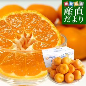 青島みかんの厳選品!甘みとコクが際立つその名も「濃蜜青島」