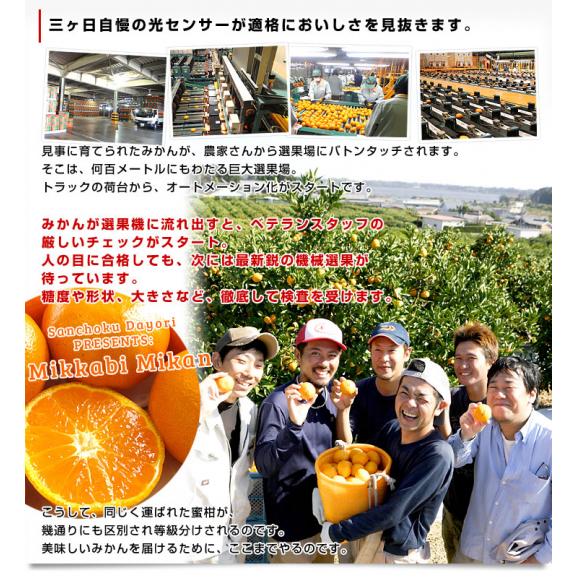 静岡県産 JAみっかび 三ヶ日みかん 濃蜜青島 3Lサイズ 優品以上 約3.5キロ（24玉前後）蜜柑 ミカン 青島みかん 送料無料06