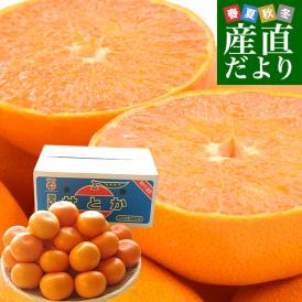とろける果肉とたっぷりの果汁!極上の柑橘「せとか」をお届け!