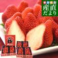 熊本県産 JA熊本市 超盛りゆうべに 秀品 たっぷり3箱 合計 約1.5キロ（約250g×6入り）計42粒から77粒 送料無料 いちご 苺 イチゴ