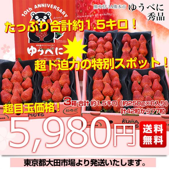 熊本県産 JA熊本市 超盛りゆうべに 秀品 たっぷり3箱 合計 約1.5キロ（約250g&times;6入り）計42粒から77粒 送料無料 いちご 苺 イチゴ03