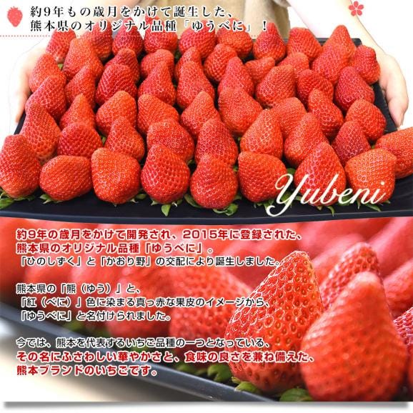 熊本県産 JA熊本市 超盛りゆうべに 秀品 たっぷり3箱 合計 約1.5キロ（約250g&times;6入り）計42粒から77粒 送料無料 いちご 苺 イチゴ04