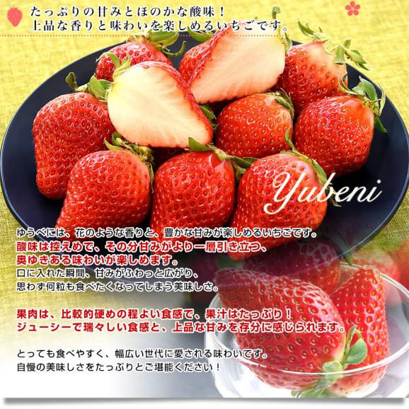 熊本県産 JA熊本市 超盛りゆうべに 秀品 たっぷり3箱 合計 約1.5キロ（約250g&times;6入り）計42粒から77粒 送料無料 いちご 苺 イチゴ05
