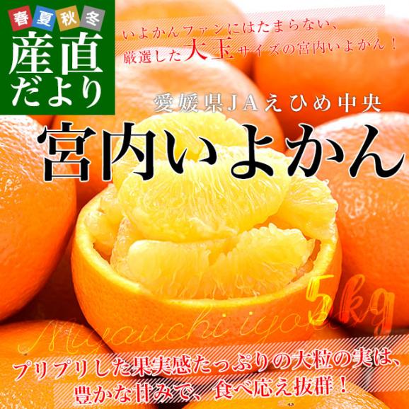 愛媛県産 JAえひめ中央 宮内いよかん ご家庭用 優品 大玉 3Lサイズ 約5キロ(16玉前後) 送料無料 伊予柑 柑橘02