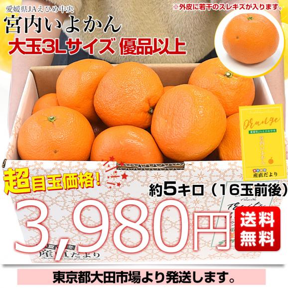 愛媛県産 JAえひめ中央 宮内いよかん ご家庭用 優品 大玉 3Lサイズ 約5キロ(16玉前後) 送料無料 伊予柑 柑橘03