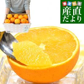 国産オレンジをご家庭向けでたっぷりお届け！溢れる果汁がたまらない！