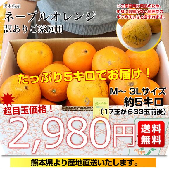 熊本県から産地直送 熊本県産 訳ありご家庭用 ネーブルオレンジ Mから3L 約5キロ（17玉から33玉前後）送料無料 柑橘 かんきつ03