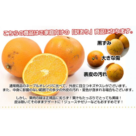 熊本県から産地直送 熊本県産 訳ありご家庭用 ネーブルオレンジ Mから3L 約5キロ（17玉から33玉前後）送料無料 柑橘 かんきつ04