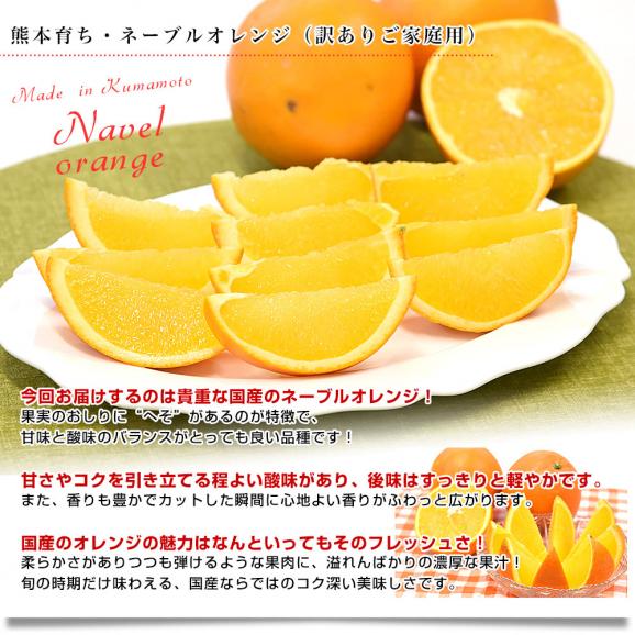 熊本県から産地直送 熊本県産 訳ありご家庭用 ネーブルオレンジ Mから3L 約5キロ（17玉から33玉前後）送料無料 柑橘 かんきつ05
