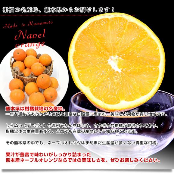 熊本県から産地直送 熊本県産 訳ありご家庭用 ネーブルオレンジ Mから3L 約5キロ（17玉から33玉前後）送料無料 柑橘 かんきつ06
