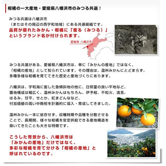 愛媛県産 JAにしうわ みつる共選 プレミアムデコポン 蜜る(みつる) 3Lから2Lサイズ 約5キロ(18玉から20玉) 送料無料 にしうわ 西宇和 でこぽん 柑橘06