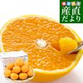 愛媛県産 JAにしうわ三崎共選 清見タンゴール 優品 2LからＬサイズ 約3キロ (12玉から16玉前後) 送料無料 柑橘 オレンジ 西宇和