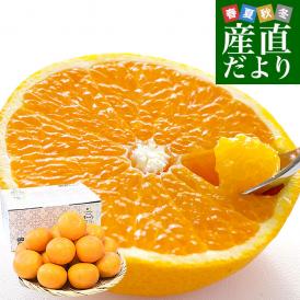 愛媛県産 JAにしうわ三崎共選 清見タンゴール 優品 2LからＬサイズ 約3キロ (12玉から16玉前後) 送料無料 柑橘 オレンジ 西宇和