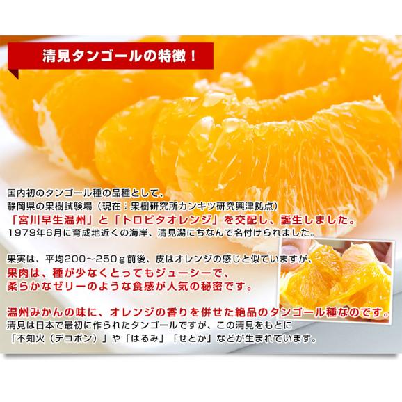愛媛県産 JAにしうわ三崎共選 清見タンゴール 優品 2LからLサイズ 約3キロ (12玉から16玉前後) 送料無料 柑橘 オレンジ 西宇和05