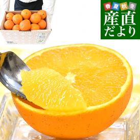 熊本県から産地直送 熊本県産 ネーブルオレンジ 秀品以上 Mから2L 約5キロ（21玉から33玉前後）送料無料 柑橘 かんきつ